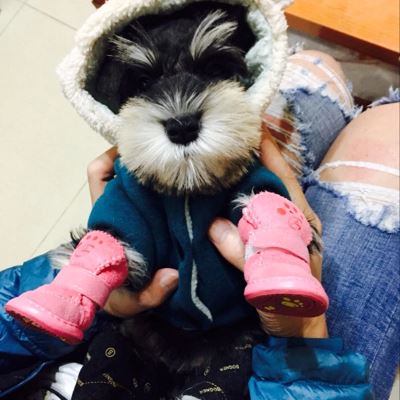 Chaussures pour Chien - PawWarm™ - Rose - Amour de chien