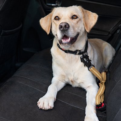 Ceinture de sécurité pour chien | TravelSecure - Amour de chien