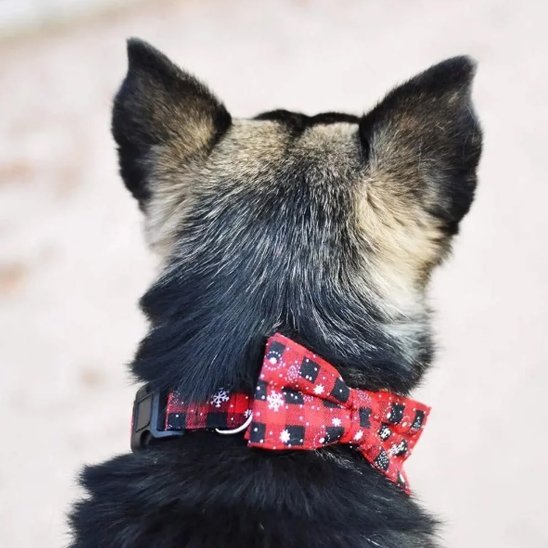 Collier chien | Durable & Confort - Amour de chien