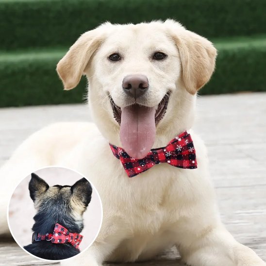 Collier chien | Durable & Confort - Amour de chien