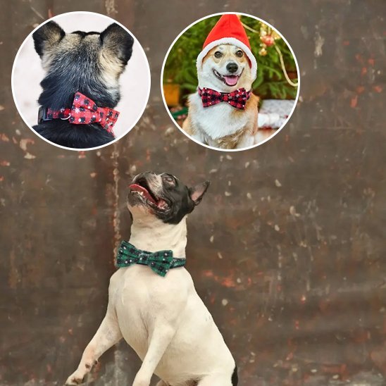 Collier chien | Durable & Confort - Amour de chien