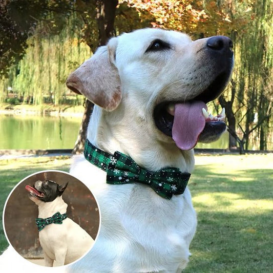 Collier chien | Durable & Confort - Amour de chien