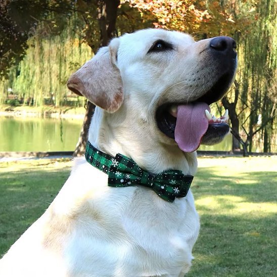 Collier chien | Durable & Confort - Amour de chien