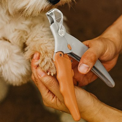 Coupe griffe Chien | Sécuripattes - Amour de chien