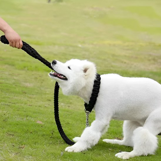 Laisse chien | Robuste et tressée - Amour de chien