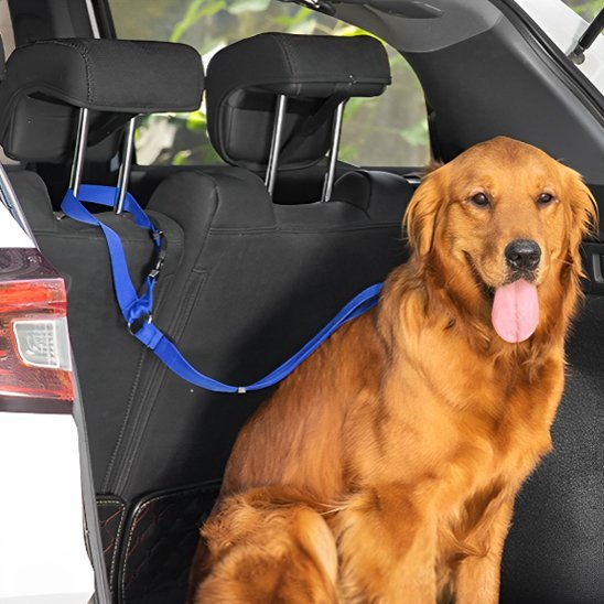 Laisse de chien | car sécurite - Amour de chien