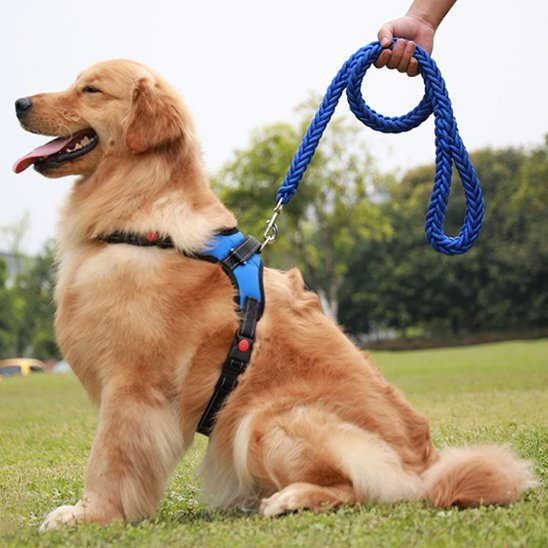 Laisse chien | Robuste et tressée - Amour de chien