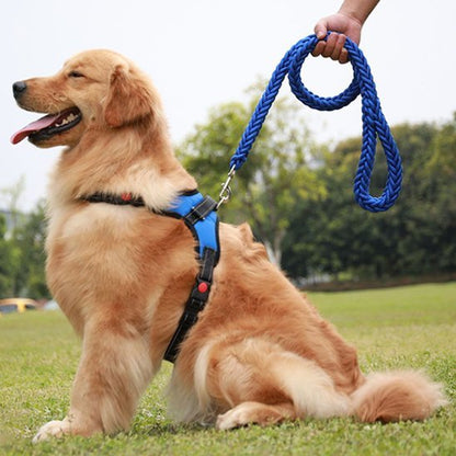 Laisse chien | Robuste et tressée - Amour de chien