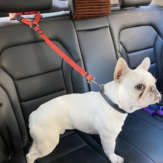 Laisse de chien | car sécurite - Amour de chien