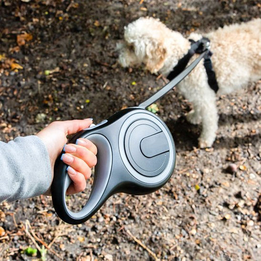 Laisse pour Chien