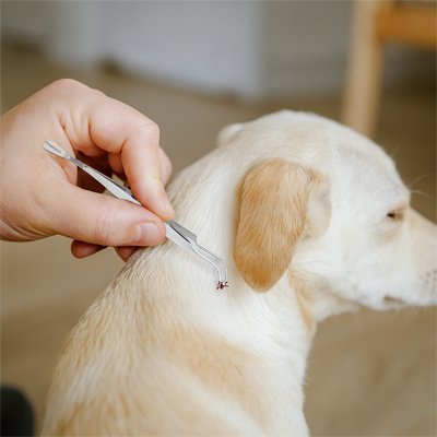 Pince à tique | Sécurité Totale - Amour de chien